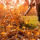 Fall Yard Waste You Can Tackle Fast with Your Residential Dumpster Rental